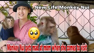 Baby monkey Nui amp Poni gets mad at mom when he comes to visit [upl. by Olli]