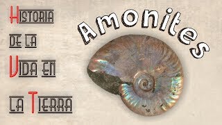 HVT Amonites mini documental [upl. by Aielam]