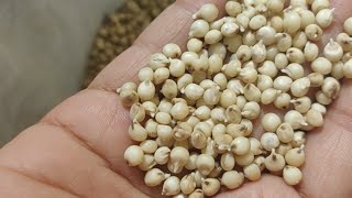 How to Sprout Sorghum Jowar [upl. by Llennor]