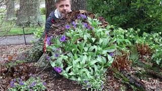 Lungwort Pulmonaria longifolia  Plant Identification [upl. by Helmut485]