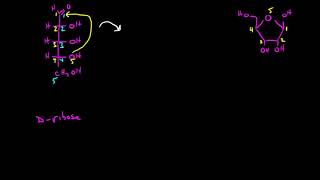 Cyclization of Sugars 1 [upl. by Frey]