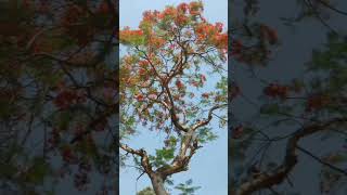 Royal poinciana tree💐🌷shortvideo shorts amazing tree [upl. by Sisco116]