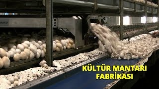 MANTAR HASADI  KÜLTÜR MANTARI FABRİKASI [upl. by Taub77]