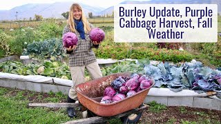 Burley Update Record Purple Cabbage Harvest Winters on the Way [upl. by Siwel]