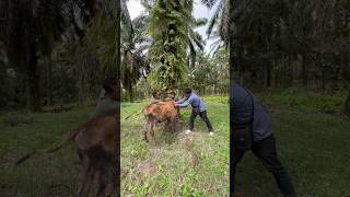 antiparasitic injection in cattle ongole cow animals shortsvideo [upl. by Aidnama]