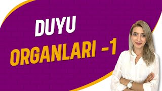 Duyu Organları 1  Seda Hoca Biyoloji  5 Ders  sedahocabiyoloji ayt2023 [upl. by Selemas]