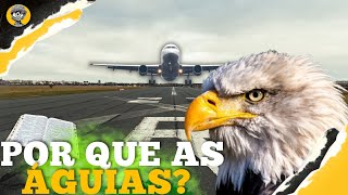 Saiba como as ÁGUIAS inspiraram a Aviação moderna  DE VISTA [upl. by Mable]