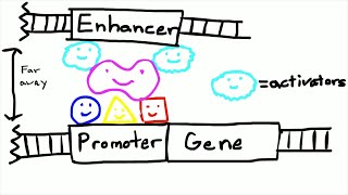 Promoters and Enhancers [upl. by Bosch]