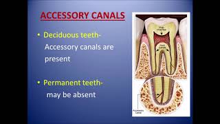 Anatomical and morphological differences between deciduous and permanent dentition [upl. by Schmitz986]