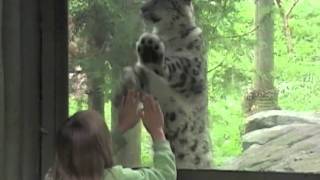 Snow Leopard at the Toronto Zoo [upl. by Enner]