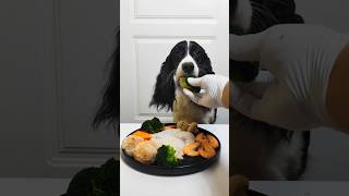 ASMRA dog feast that looks very healthy Winky eats it for you to seedogeating dogfood asmrdog [upl. by Irap]