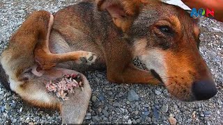 Shocking MaggotsTicks Removing Heartwarming Stray Dog Rescues  All Care Nepal [upl. by Vedetta]