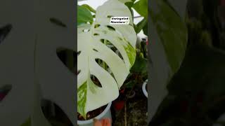 Monstera nature My collection [upl. by Anawed769]