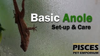 Anole Basic Setup amp Care [upl. by Marfe]