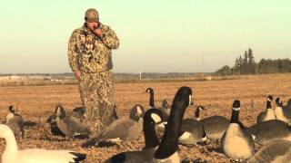 AMAZING Man catches Canadian Goose With BARE HANDS [upl. by Einahpet]