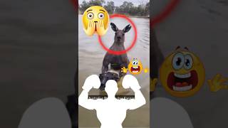 quotKangaroo Fight Man Saves Dog and Phone in Crazy Showdownquot [upl. by Katrinka52]