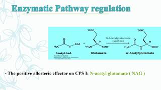 Regulation of urea cycle  Biochemistry [upl. by Idna]