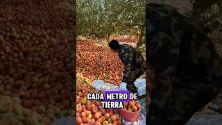 TONELADAS de Manzanas Chinas fruit farming agriculture fruta jardin garden [upl. by Aihsatal]