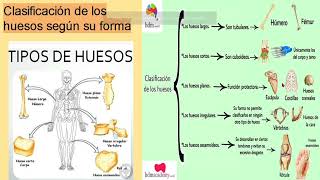 Sistema Osteoarticular [upl. by Dielle345]