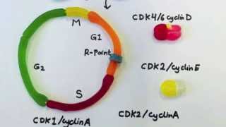 Regulation of cell cycle progress The role of CDK Cyclin complexes [upl. by Doralynne]