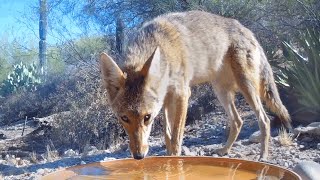 3 Coyotes  2 Drink 1 Pees 3 Move on all in 60 Seconds [upl. by Lehman]