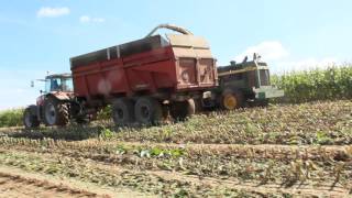 Ensilage de maïs JOHN DEERE 6950 MASSEY FERGUSON 6499 [upl. by Chapa]