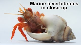 Marine invertebrates in closeup [upl. by Anoo]