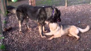 Azer the Caucasian Shepherd Dog Meets Molly Moo the German Shepherd Dog [upl. by Noreik]