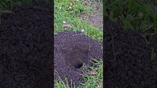 Pocket Gophers Fascinating Facts About These Burrow Builders [upl. by Leumas]