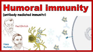 Humoral immune response Antibody mediated immunity [upl. by Adriana]