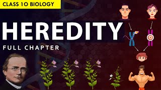 CLASS 10 HEREDITY amp EVOLUTION Full chapter explanation Animation  NCERT Class 10 Chapter 8 [upl. by Lemraj]