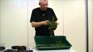 Shohin demonstratie door Alain de Wachter op een Juniperus green carpet [upl. by Melisent]