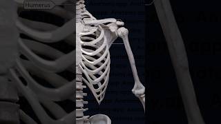 Scapula amp Glenohumeral Joint Work shorts viralvideo foryou doctor 3danimation newvideo bdnews [upl. by Sender310]