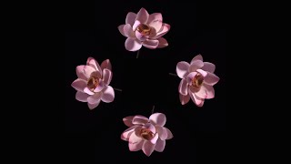 Blooming Flowers  Pyramid Hologram Screen Up [upl. by Viv768]