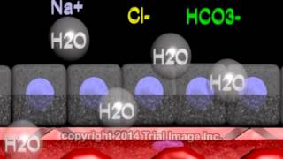 Cerebrospinal fluid  function production and circulation  animation by Dr Cal Shipley MD [upl. by Karrah]