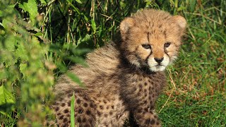 Cheetawelp uit Montpellier naar buiten in Safaripark [upl. by Anaerda111]