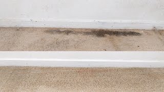 How To Clean MoldMildew From Carpet [upl. by Kcirred]