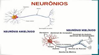 Fisiologia do sistema nervoso  parte 02 neurônios neuroanatomiafuncional [upl. by Bang752]