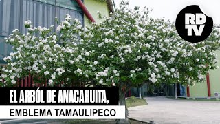 El arból de anacahuita emblema tamaulipeco [upl. by Lauri]