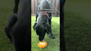 Utah Humane  Dog Safe Pumpkin Pies [upl. by Akered]