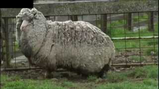 Worlds Wooliest Sheep Found In Australia [upl. by Schellens]