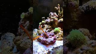 How to Keep YellowBanded Pipefish in Aquariums [upl. by Nnyledam]