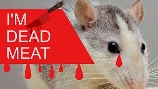 Mouse Killer Noise 🗡 Filthy Mice Gone in 4 Minutes 😈🗡 [upl. by Rombert532]