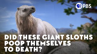 Did These Giant Sloths Poop Themselves to Death [upl. by Sibley478]