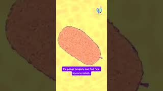 “Bateriophage vs EColi” phage viralvideo facts viralshorts shorts [upl. by Jeraldine]