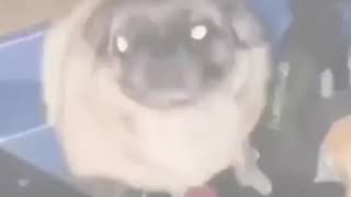 Pug dance meme [upl. by Lyman]