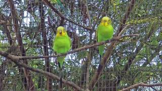 The Budgerigar Bird Australia [upl. by Enneyehc202]