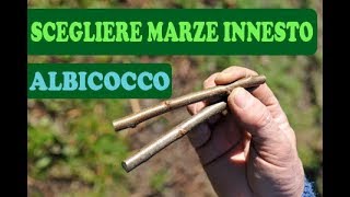 Scegliere Marze Innesto ALBICOCCO  Facile 100 [upl. by Zaid367]