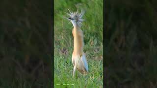 Squacco heron [upl. by Fabrianne]