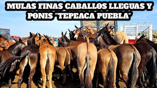 Mulas de Primera Caballos 14 de milla Yeguas Ponis quotTepeacaquot Plaza Ganadera Mas grande de Puebla [upl. by Stirling]